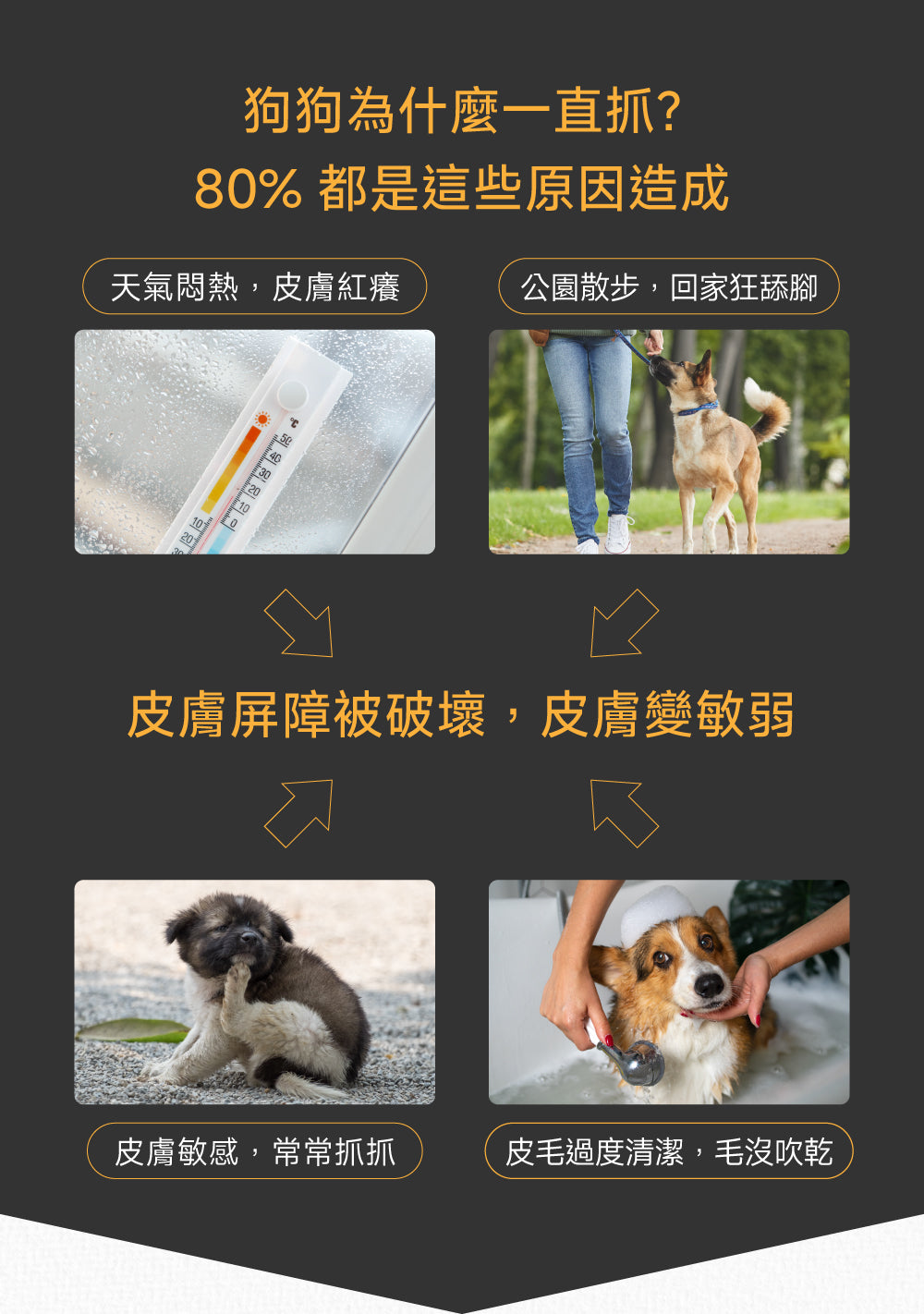 狗狗皮膚毛髮修護配方｜Hair & Coat+ Care