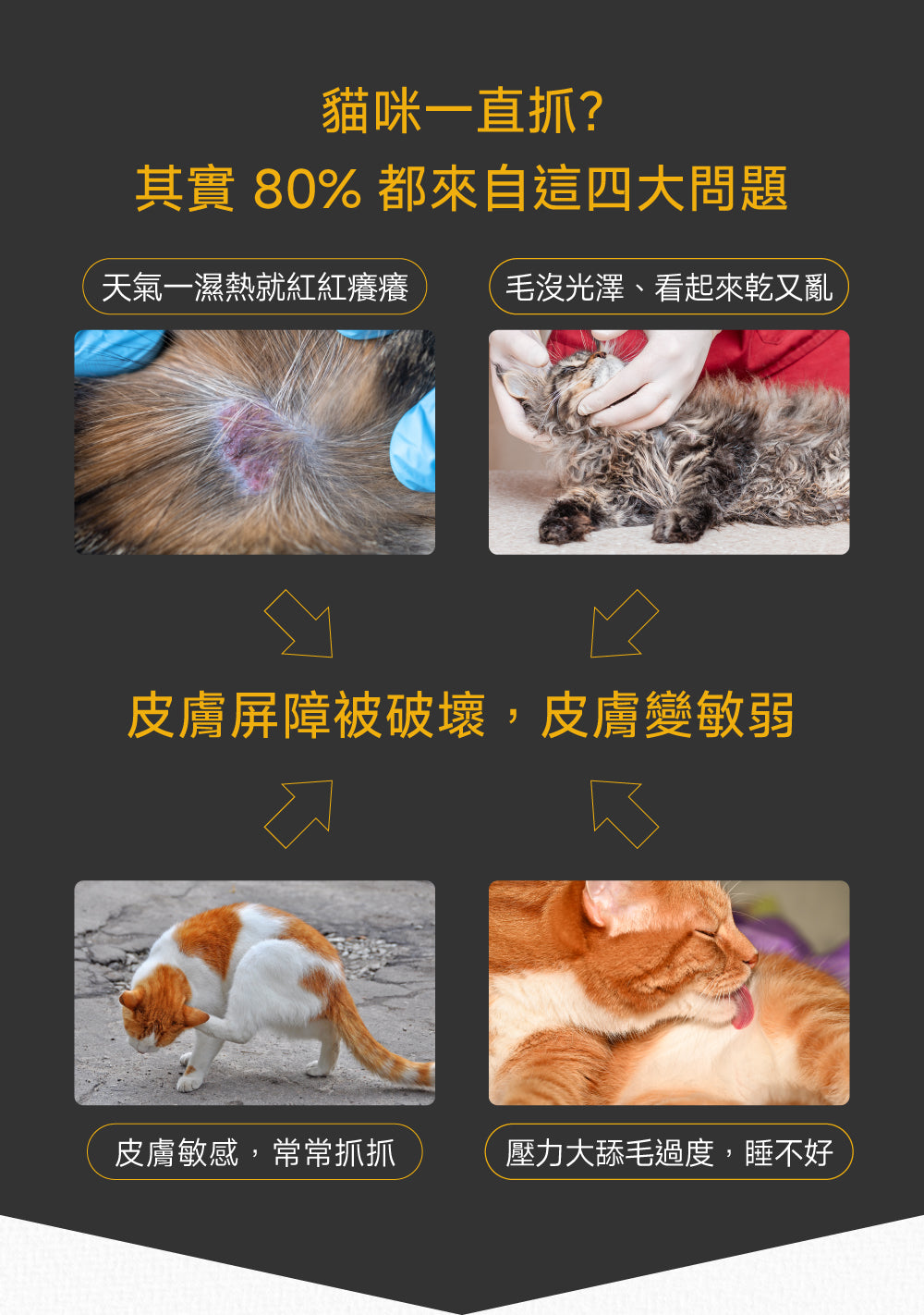 貓咪皮膚健康配方｜Hair & Coat+ Care