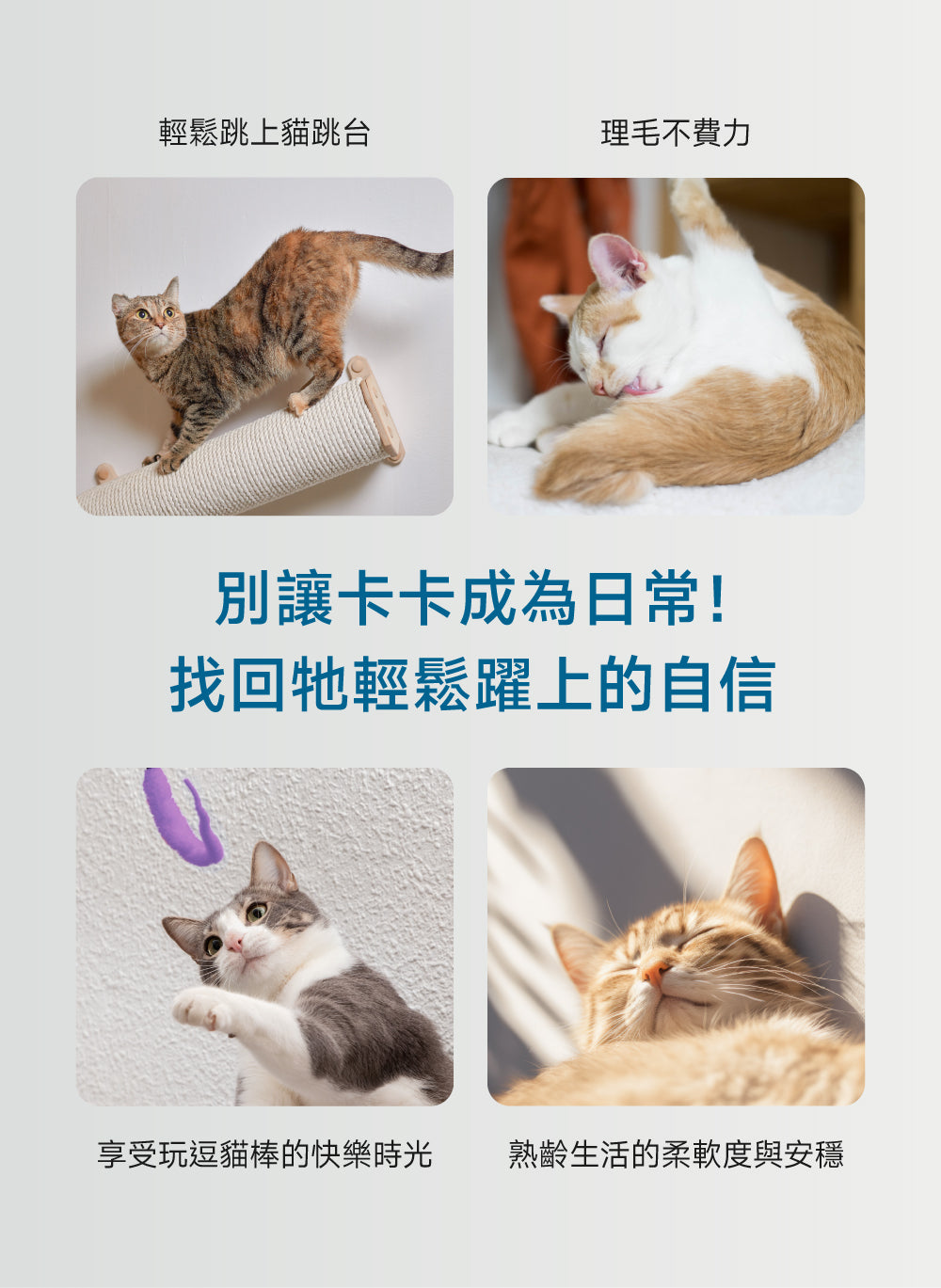 貓咪關節靈活配方｜Joint+ Care